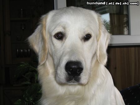 Golden Retriever Balou 