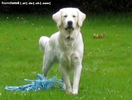 Golden Retriever Balou 1 Jahr