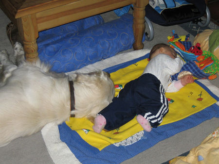 Golden Retriever Balou als Kindermädchen !!!