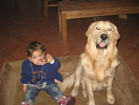 Golden Retriever Madlin und Anton teilen sich alles