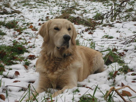 Golden Retriever Schnee ist auch nur gefrorenes Wasser