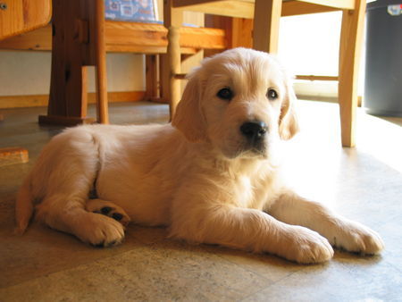 Golden Retriever Danny Dancer