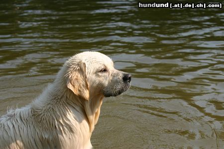 Golden Retriever Golden Retriever 