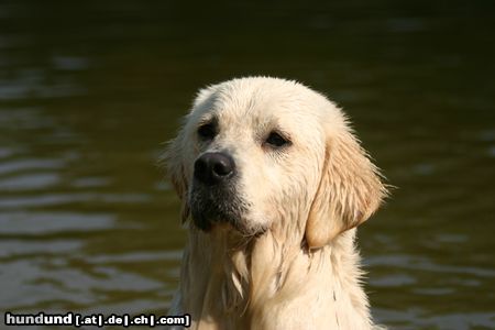 Golden Retriever Hallo, willst du nicht auch ins Wasser ?