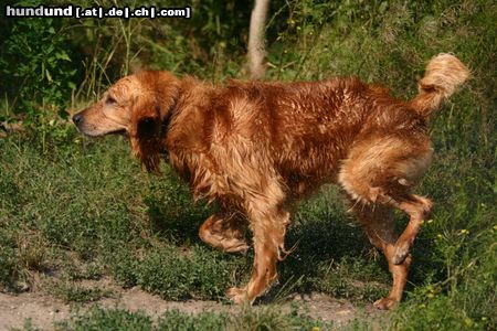 Golden Retriever Wasser