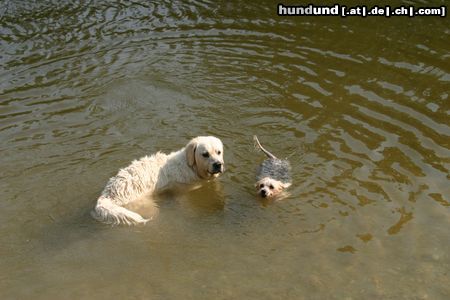 Golden Retriever schau ich kann da schon stehen