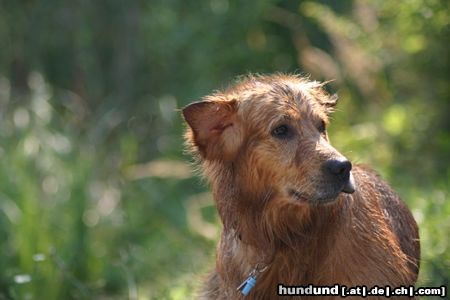 Golden Retriever Warte, ich komme schon mit 