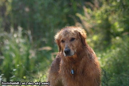 Golden Retriever schau mich an