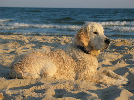 Golden Retriever Dancer am Strand (Seriene Classic in Overath)