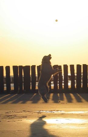 Golden Retriever Dancer - der Flughund