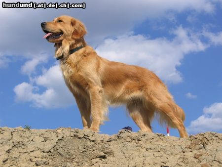 Golden Retriever stolze jella in der Tongrube