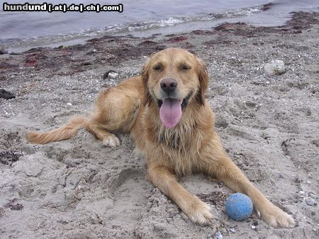 Golden Retriever Emma Peel