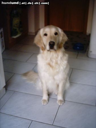 Golden Retriever akira