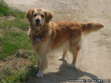 Golden Retriever Sandy,  die Hündin meiner Freundin