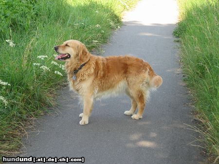 Golden Retriever und nochmal Sandy