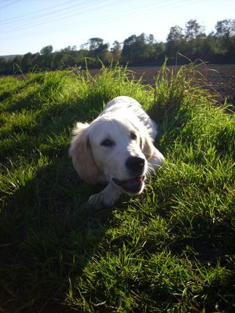 Golden Retriever Das ist der Kleiner Georgi