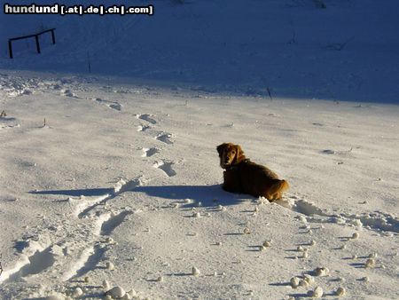 Golden Retriever Das war unser Bester 