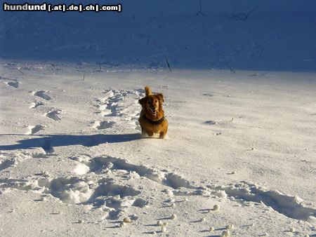 Golden Retriever Das war unser Bester 