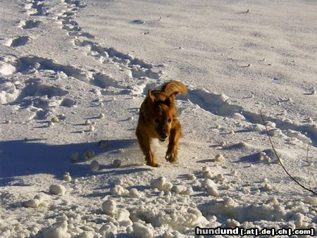 Golden Retriever Das war unser Bester 