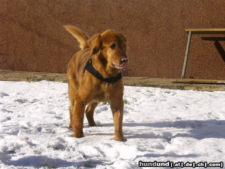 Golden Retriever Das war unser Bester 