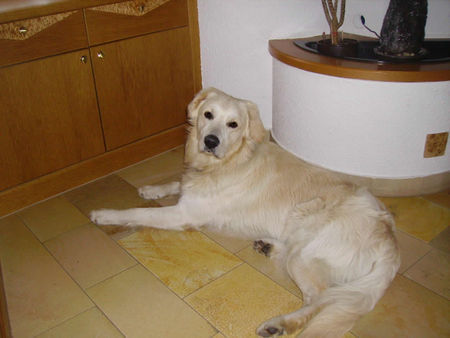 Golden Retriever Jimmy