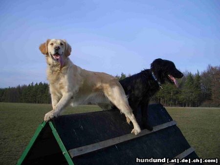 Golden Retriever Von oben sieht man alles besser