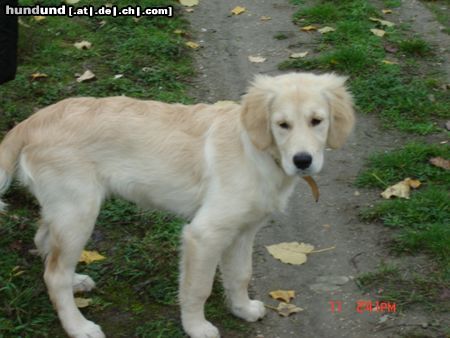 Golden Retriever  Kerryline bei einem spaziergang