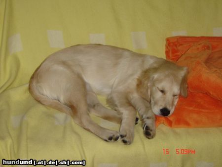 Golden Retriever Müde Kerryline