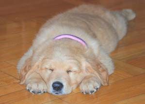 Golden Retriever Unsere Kira mit 10 Wochen