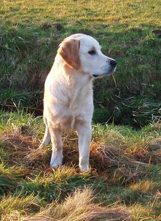 Golden Retriever Ja was, schon wieder heimgehen?