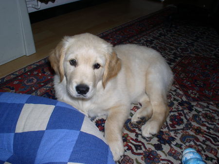 Golden Retriever Meine Cara