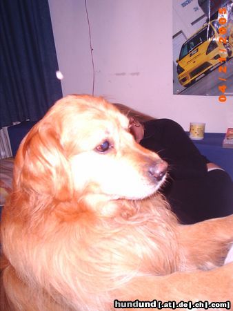 Golden Retriever Der Beste!!