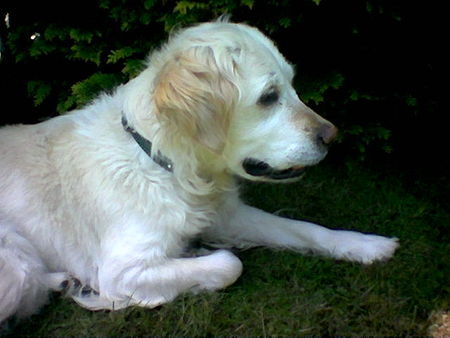 Golden Retriever Meine süsse ;-)