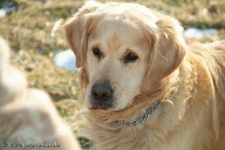 Golden Retriever Unser Hund Larry (6 Jahre) - ist vor kurzem als Deckrüde ausgewählt worden :-)