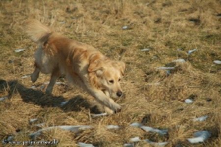 Golden Retriever Larry (6 Jahre) 