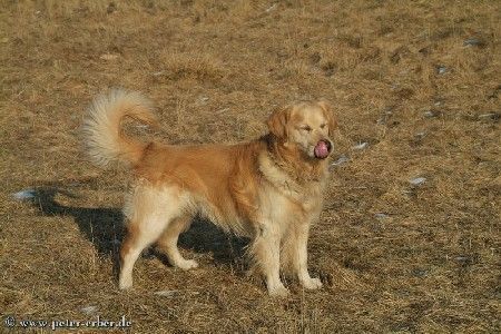 Golden Retriever auf der großen Wiese fühlt er sich natürlich sehr wohl