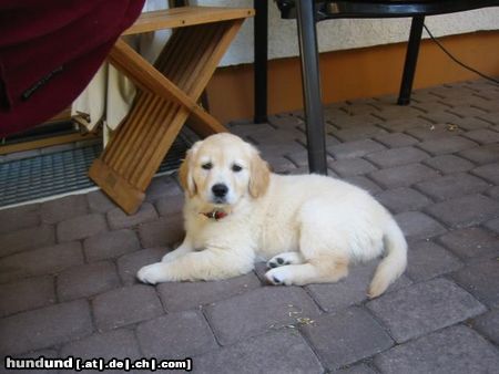 Golden Retriever Meine Lilly, 8 wochen