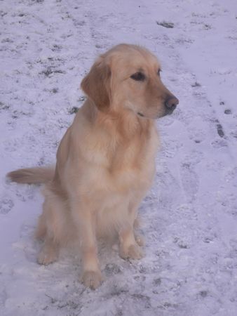 Golden Retriever nochmal die Luna im Januar 2007