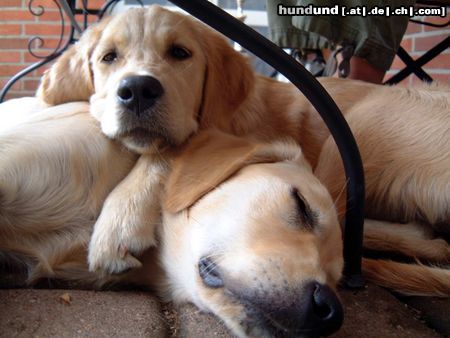 Golden Retriever Emma & Mütze