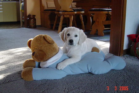 Golden Retriever Bienes Lieblingsspielzeug