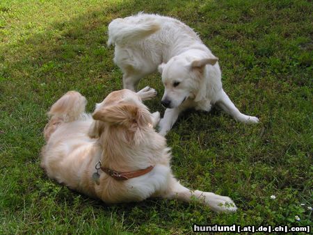 Golden Retriever Max & Bea