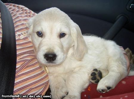 Golden Retriever Baby Max