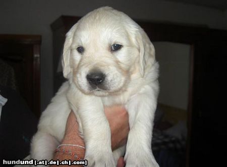 Golden Retriever Baby Max