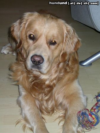 Golden Retriever Max