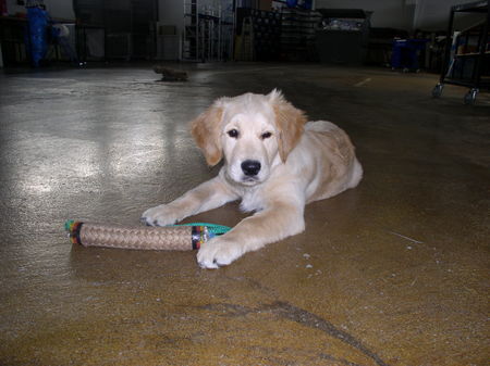 Golden Retriever Meine kleine Cara