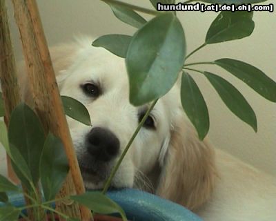 Golden Retriever ich mag Blumen