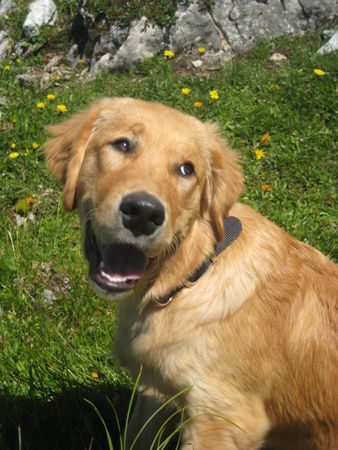 Golden Retriever Mozart vom Salzkammergut