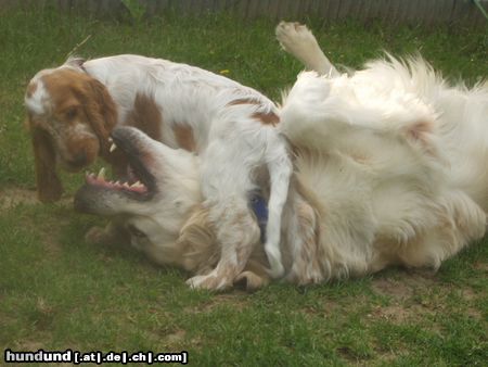 Golden Retriever Bendix und Ivan spielen