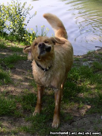 Golden Retriever Wieder ein Taucher weniger ;-)