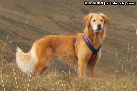 Golden Retriever Nana St. Pongau